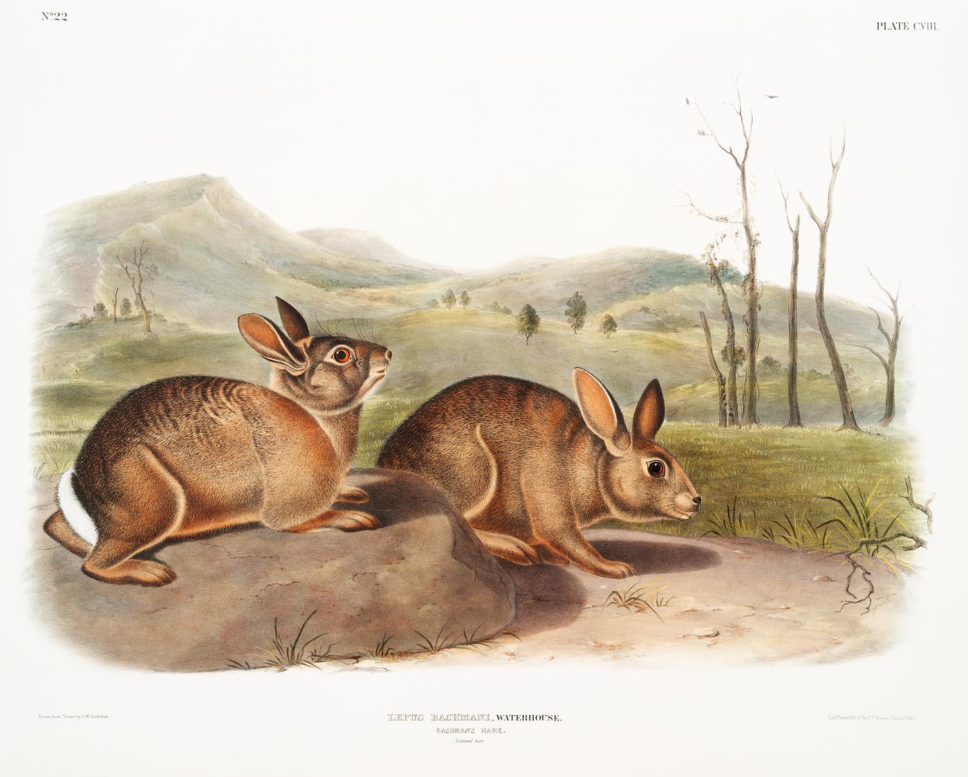 Bachman's Hare (Lepus Bachmani) from the viviparous quadrupeds of North America (1845) illustrated by John Woodhouse... Bachman's Hare (Lepus Bachmani) from the viviparous quadrupeds of North America (1845) illustrated by John Woodhouse...