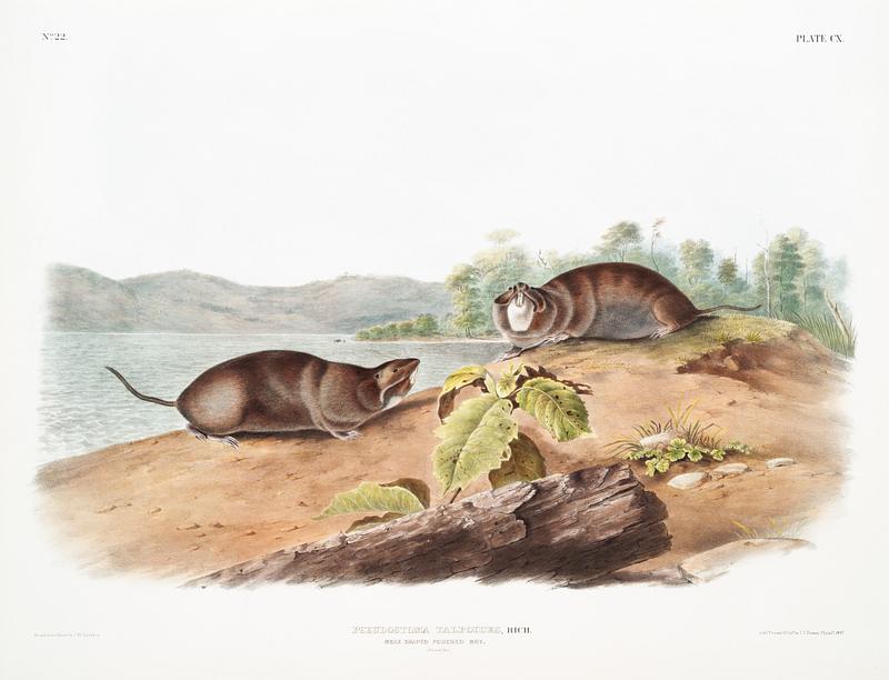 Mole-shaped Pouched Rat (Pseudostoma talpoides) from the viviparous quadrupeds of North America (1845) illustrated by John Woodhouse Audubon (1812-1862). Original from The New York Public Library. Digitally enhanced by rawpixel. Mole-shaped Pouched Rat (Pseudostoma talpoides) from the viviparous quadrupeds of North America (1845) illustrated by John…