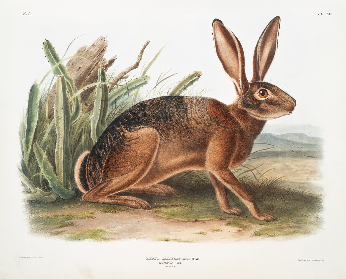 Californian Hare (Lepus californicus) from the viviparous quadrupeds of North America (1845) illustrated by John Woodhouse... Californian Hare (Lepus californicus) from the viviparous quadrupeds of North America (1845) illustrated by John Woodhouse...