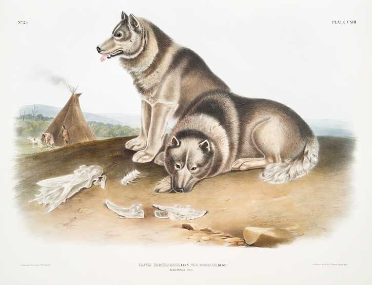 Esquimaux Dog (Canis familiaris) from the viviparous quadrupeds of North America (1845) illustrated by John Woodhouse Audubon (1812-1862) Esquimaux Dog (Canis familiaris) from the viviparous quadrupeds of North America (1845) illustrated by John Woodhouse Audubon…