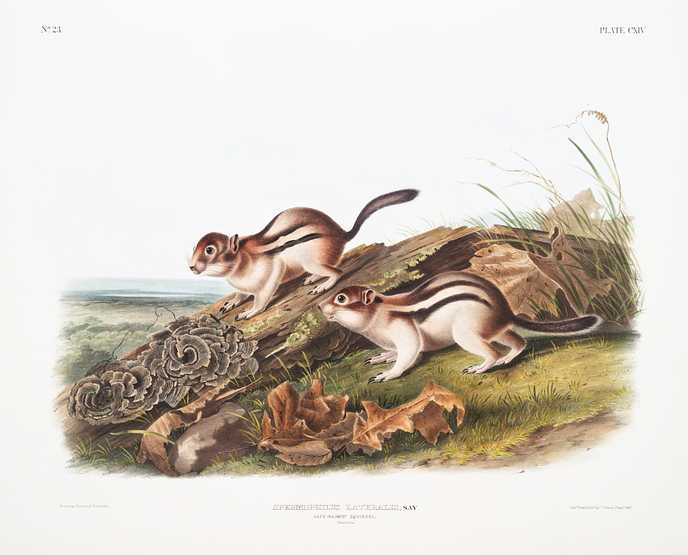 Say's Marmot Squirrel (Spermophilus lateralis) from the viviparous quadrupeds of North America (1845) illustrated by John Woodhouse Audubon (1812-1862) Say's Marmot Squirrel (Spermophilus lateralis) from the viviparous quadrupeds of North America (1845) illustrated by John…