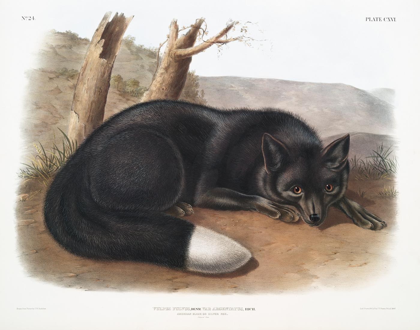American Black or Silver Fox (Vulpes fulvus) from the viviparous quadrupeds of North America (1845) illustrated by John... American Black or Silver Fox (Vulpes fulvus) from the viviparous quadrupeds of North America (1845) illustrated by John...