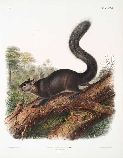 Dusky Sqiurrel (Sciurus nigrenscens) from the viviparous quadrupeds of North America (1845) illustrated by John Woodhouse Audubon (1812-1862) Dusky Sqiurrel (Sciurus nigrenscens) from the viviparous quadrupeds of North America (1845) illustrated by John Woodhouse…