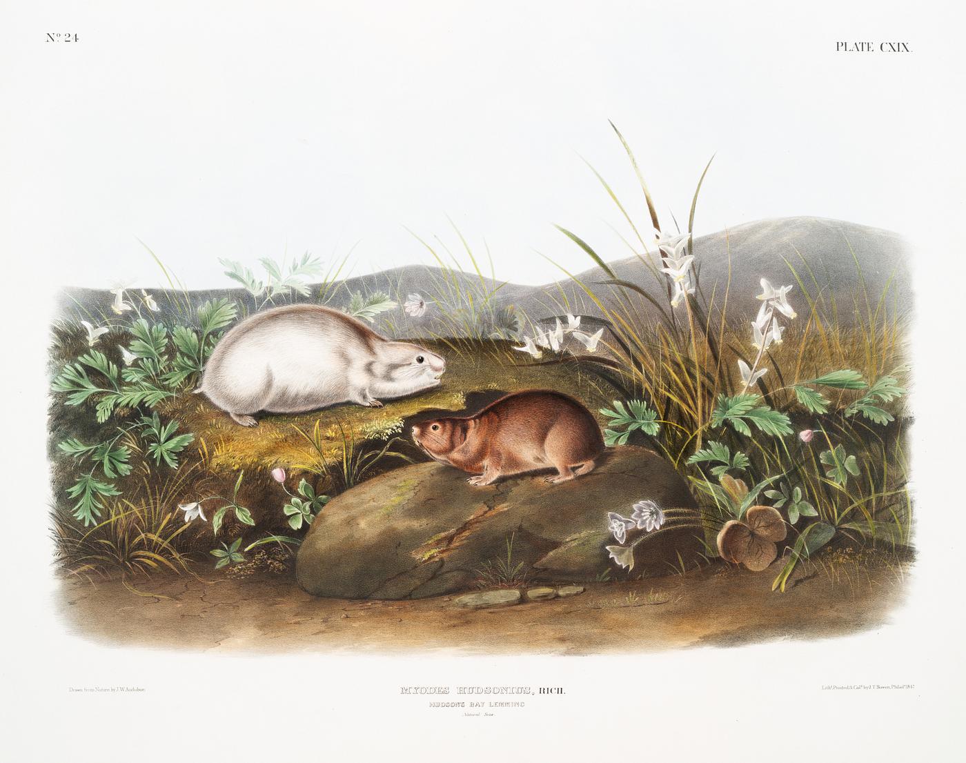 Hudson Bay Lemming (Myodes Hudsonius) from the viviparous quadrupeds of North America (1845) illustrated by John Woodhouse... Hudson Bay Lemming (Myodes Hudsonius) from the viviparous quadrupeds of North America (1845) illustrated by John Woodhouse...
