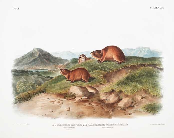 Tawny Lemming (Georychus helvolus) from the viviparous quadrupeds of North America (1845) illustrated by John Woodhouse Audubon (1812-1862) Tawny Lemming (Georychus helvolus) from the viviparous quadrupeds of North America (1845) illustrated by John Woodhouse…