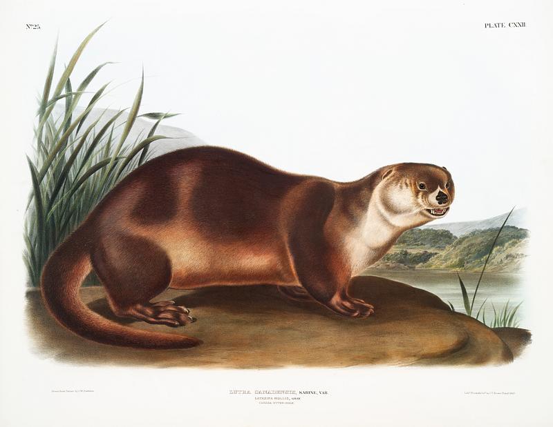 Canada Otter (Lutra Canadensis) from the viviparous quadrupeds of North America (1845) illustrated by John Woodhouse Audubon (1812-1862). Original from The New York Public Library. Digitally enhanced by rawpixel. Canada Otter (Lutra Canadensis) from the viviparous quadrupeds of North America (1845) illustrated by John Woodhouse Audubon…