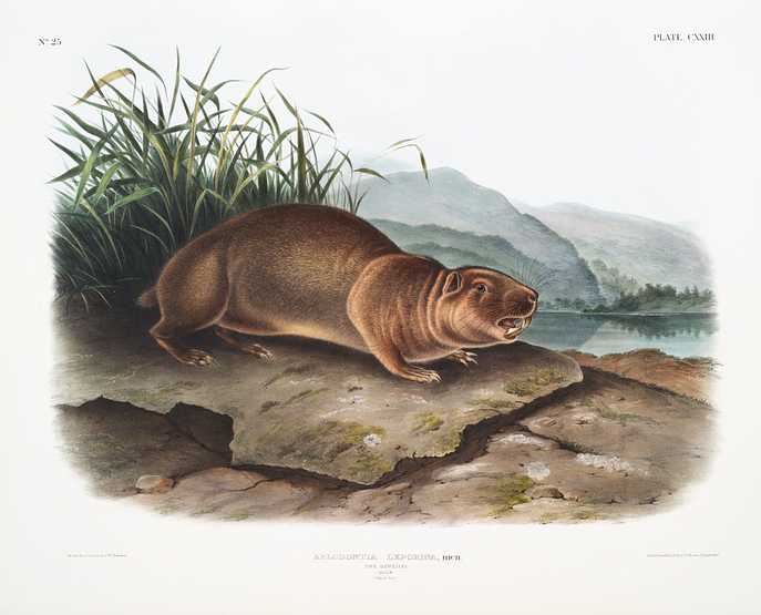 Sewellel (Aplodontia leporina) from the viviparous quadrupeds of North America (1845) illustrated by John Woodhouse Audubon (1812-1862) Sewellel (Aplodontia leporina) from the viviparous quadrupeds of North America (1845) illustrated by John Woodhouse Audubon…