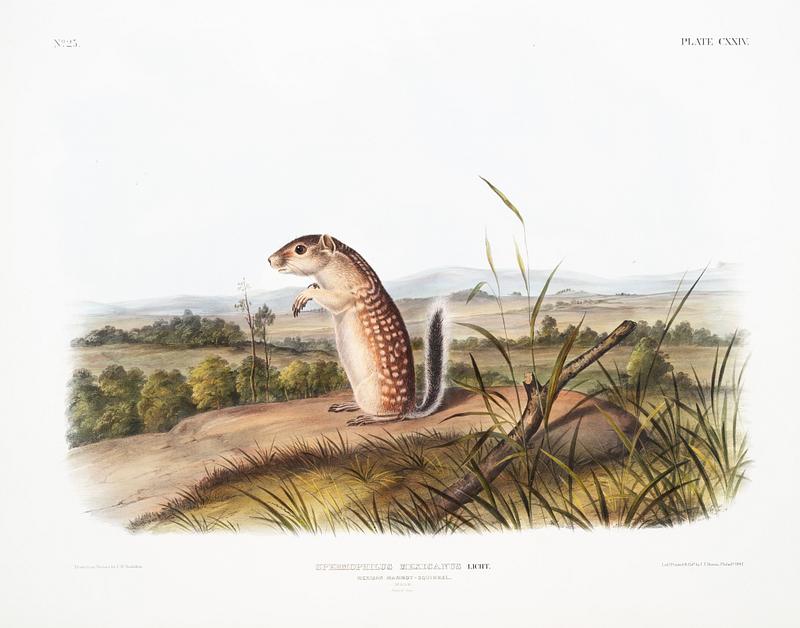 Mexican Marmot Squirrel (Spermophilus Mexicanus) from the viviparous quadrupeds of North America (1845) illustrated by John Woodhouse Audubon (1812-1862). Original from The New York Public Library. Digitally enhanced by rawpixel. Mexican Marmot Squirrel (Spermophilus Mexicanus) from the viviparous quadrupeds of North America (1845) illustrated by John…