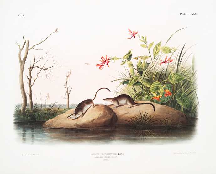 American Marsh Shrew (Sorex palustris) from the viviparous quadrupeds of North America (1845) illustrated by John Woodhouse Audubon (1812-1862) American Marsh Shrew (Sorex palustris) from the viviparous quadrupeds of North America (1845) illustrated by John Woodhouse…