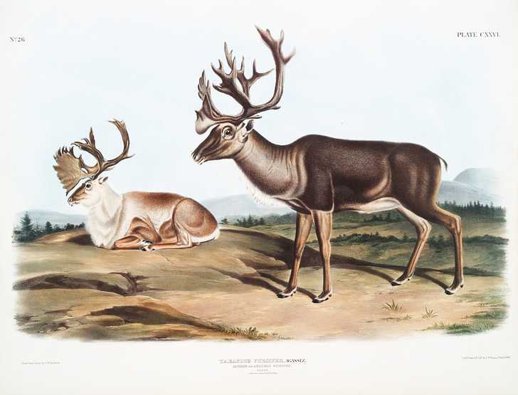 Caribou or American Rein Deer (Tarandus furcifer) from the viviparous quadrupeds of North America (1845) illustrated by John Woodhouse Audubon (1812-1862) Caribou or American Rein Deer (Tarandus furcifer) from the viviparous quadrupeds of North America (1845) illustrated by John…