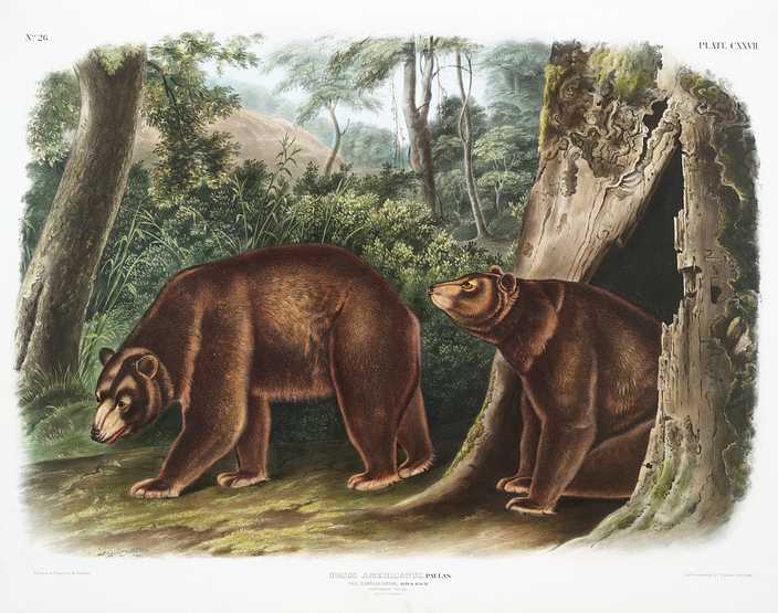 Cinnamon Bear (Ursus Americanus var. Cinnamonum) from the viviparous quadrupeds of North America (1845) illustrated by John Woodhouse Audubon (1812-1862) Cinnamon Bear (Ursus Americanus var. Cinnamonum) from the viviparous quadrupeds of North America (1845) illustrated by John…