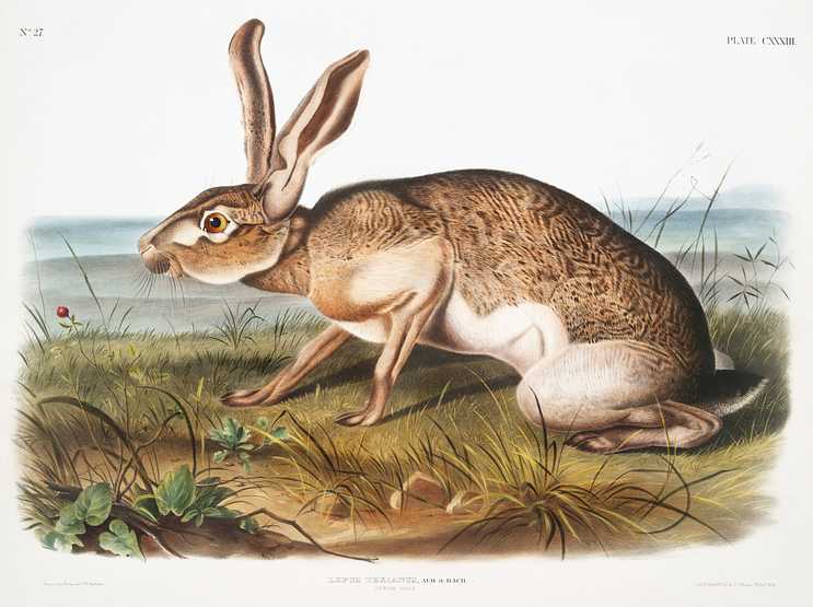 Texian Hare (Lepus Texianus) from the viviparous quadrupeds of North America (1845) illustrated by John Woodhouse Audubon (1812-1862) Texian Hare (Lepus Texianus) from the viviparous quadrupeds of North America (1845) illustrated by John Woodhouse Audubon…