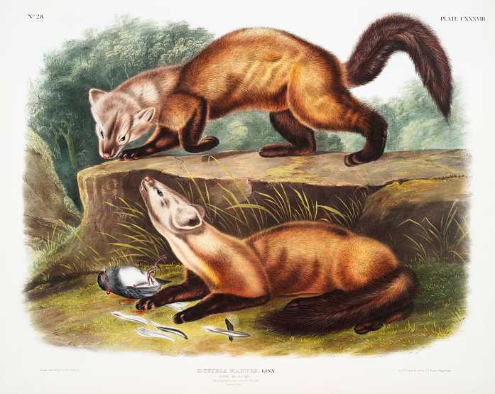 Pine Marten (Mustela martes) from the viviparous quadrupeds of North America (1845) illustrated by John Woodhouse Audubon (1812-1862) Pine Marten (Mustela martes) from the viviparous quadrupeds of North America (1845) illustrated by John Woodhouse Audubon…