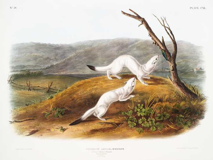 Little Nimble Weasel (Putorius agilis) from the viviparous quadrupeds of North America (1845) illustrated by John Woodhouse Audubon (1812-1862) Little Nimble Weasel (Putorius agilis) from the viviparous quadrupeds of North America (1845) illustrated by John Woodhouse…