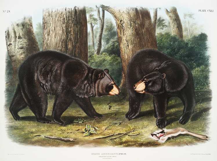 American Black Bear (Ursus Americanus) from the viviparous quadrupeds of North America (1845) illustrated by John Woodhouse Audubon (1812-1862) American Black Bear (Ursus Americanus) from the viviparous quadrupeds of North America (1845) illustrated by John Woodhouse…