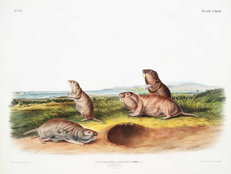 Camas Rat (Pseudostoma Borealis) from the viviparous quadrupeds of North America (1845) illustrated by John Woodhouse Audubon (1812-1862) Camas Rat (Pseudostoma Borealis) from the viviparous quadrupeds of North America (1845) illustrated by John Woodhouse Audubon…