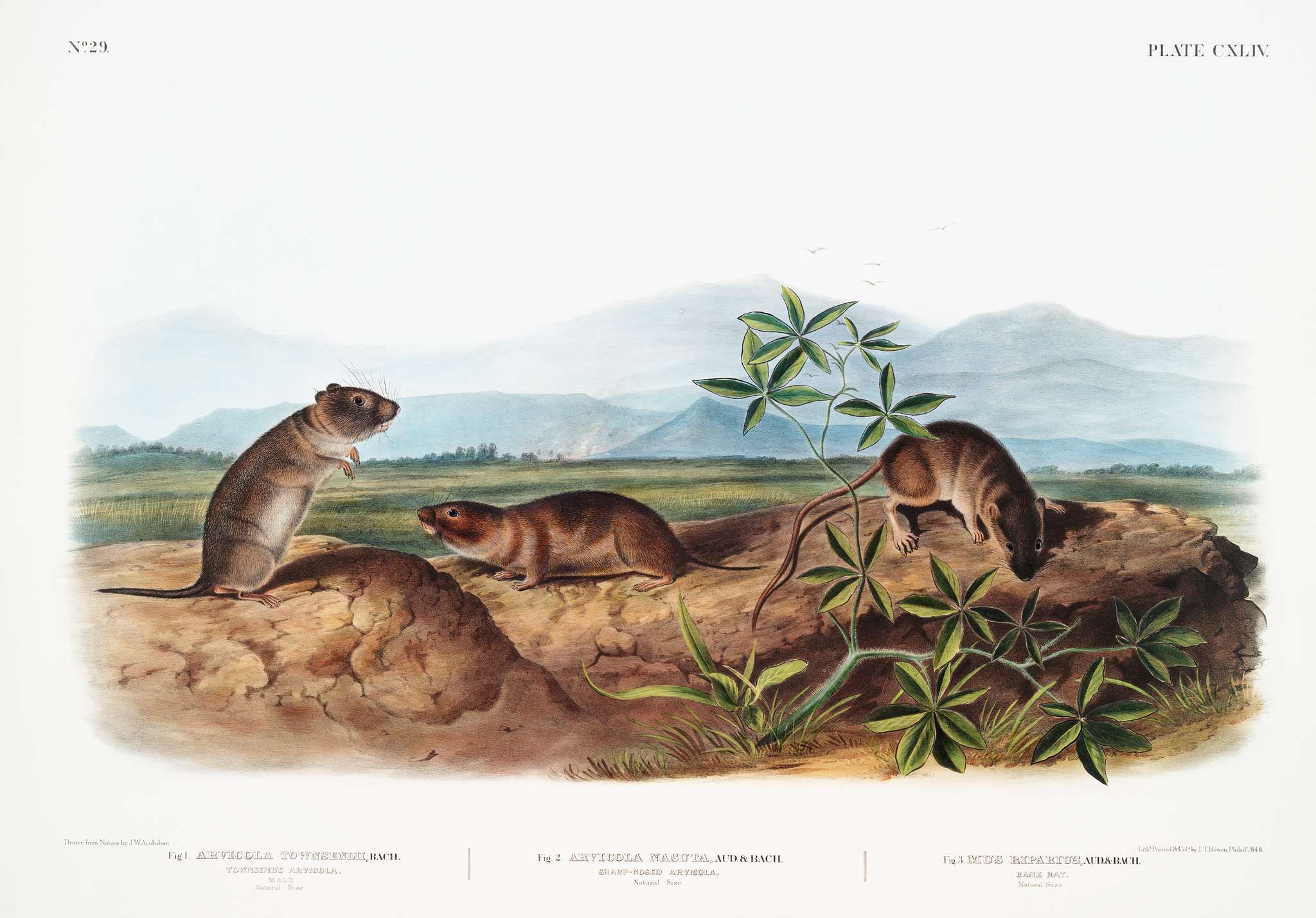 Townsend's Arvicola (Arvicola Townsendii), Sharp-nosed Arvicola (Arvicola nasuta) and Bank Rat (Mus riparius) from the... Townsend's Arvicola (Arvicola Townsendii), Sharp-nosed Arvicola (Arvicola nasuta) and Bank Rat (Mus riparius) from the...