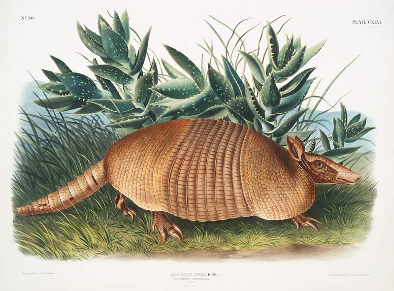 Nine-banded Armadillo (Dasypus Peba) from the viviparous quadrupeds of North America (1845) illustrated by John Woodhouse Audubon (1812-1862). Original from The New York Public Library. Digitally enhanced by rawpixel. Nine-banded Armadillo (Dasypus Peba) from the viviparous quadrupeds of North America (1845) illustrated by John Woodhouse…