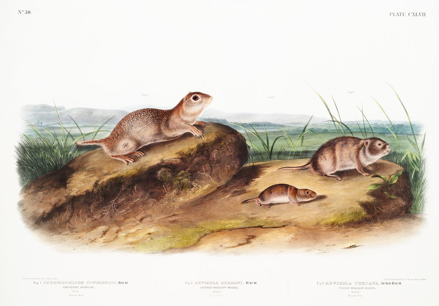 American Souslik (Spermophilus Townsendii), Oregon Meadow-Mouse (Arvicola Oregoni) and Texan Meadow Mouse (Arvicola Texiana... American Souslik (Spermophilus Townsendii), Oregon Meadow-Mouse (Arvicola Oregoni) and Texan Meadow Mouse (Arvicola Texiana...