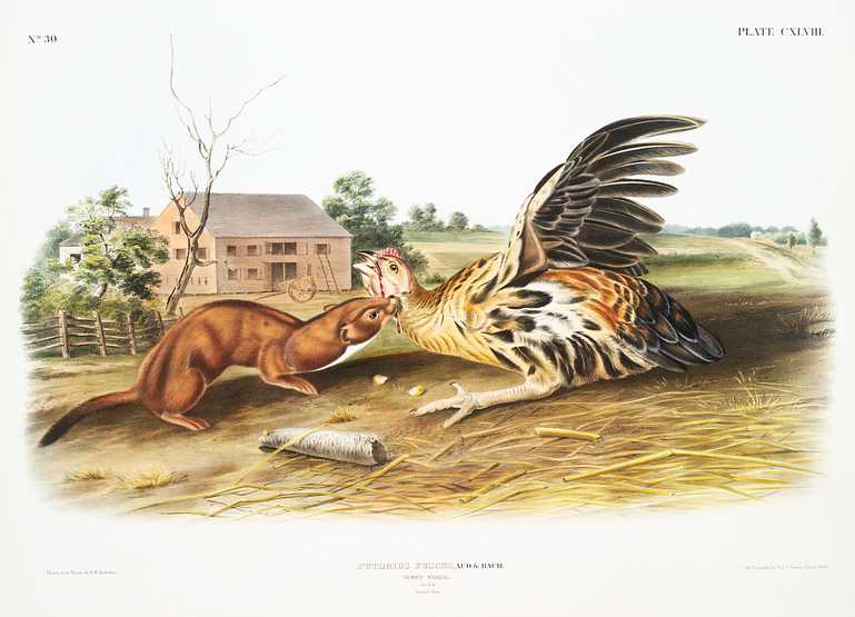 Tawny Weasel (Putorius fuscus) from the viviparous quadrupeds of North America (1845) illustrated by John Woodhouse Audubon (1812-1862) Tawny Weasel (Putorius fuscus) from the viviparous quadrupeds of North America (1845) illustrated by John Woodhouse Audubon…