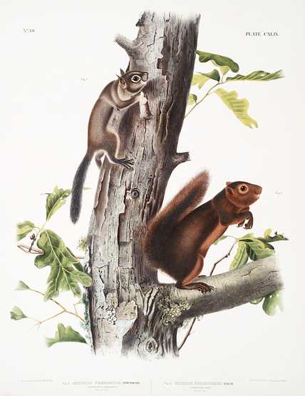 Fremont's Squirrel (Sciurus Fremonsii) and Sooty Squirrel (Sciurus fuliginosus) from the viviparous quadrupeds of North America (1845) illustrated by John Woodhouse Audubon (1812-1862) Fremont's Squirrel (Sciurus Fremonsii) and Sooty Squirrel (Sciurus fuliginosus) from the viviparous quadrupeds of North…