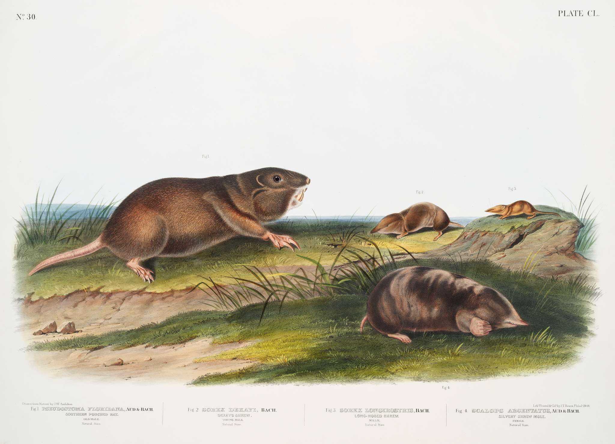 Southern Pouched Rat (Pseudostoma Floridana), Dekay's Shrew (Sorex Dekayi), Long-nosed Shrew (Sorex longirostris) and... Southern Pouched Rat (Pseudostoma Floridana), Dekay's Shrew (Sorex Dekayi), Long-nosed Shrew (Sorex longirostris) and...