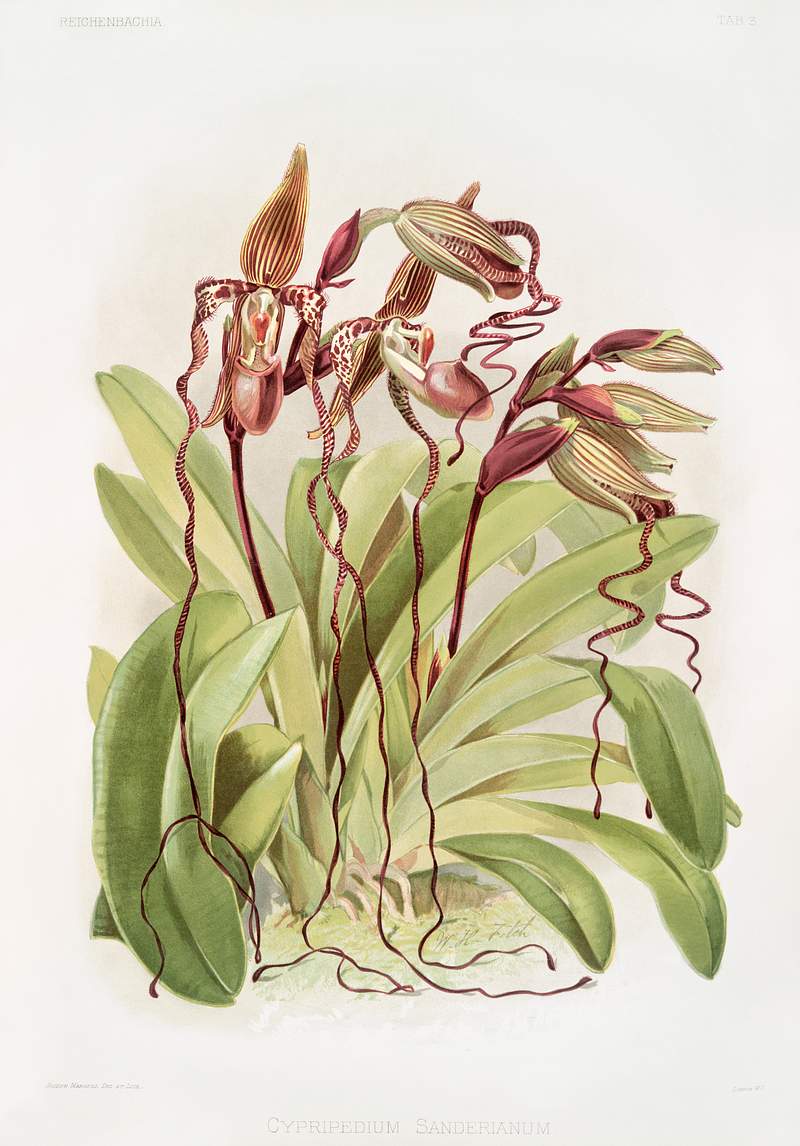 Cypripedium sanderianum from Reichenbachia Orchids (1888-1894) by Frederick Sander (1847-1920). The New York Public Library.…