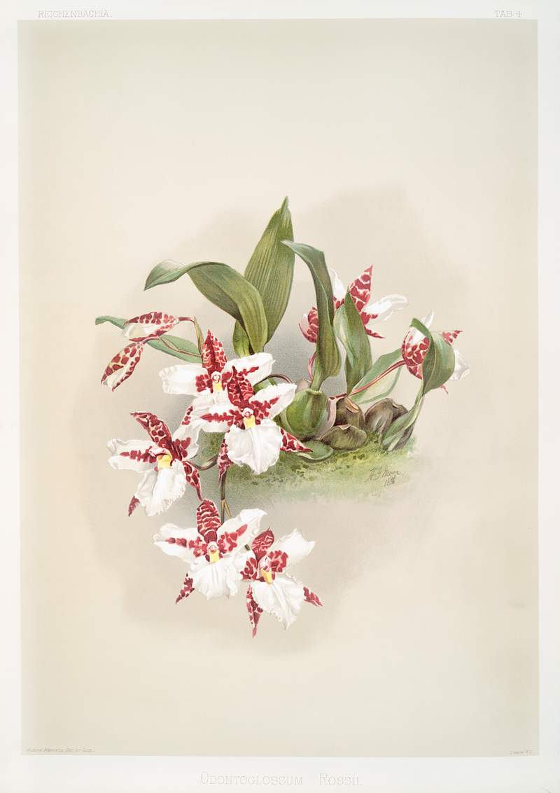 Odontoglossum rossii from Reichenbachia Orchids (1888-1894) by Frederick Sander (1847-1920). Original from The New York…