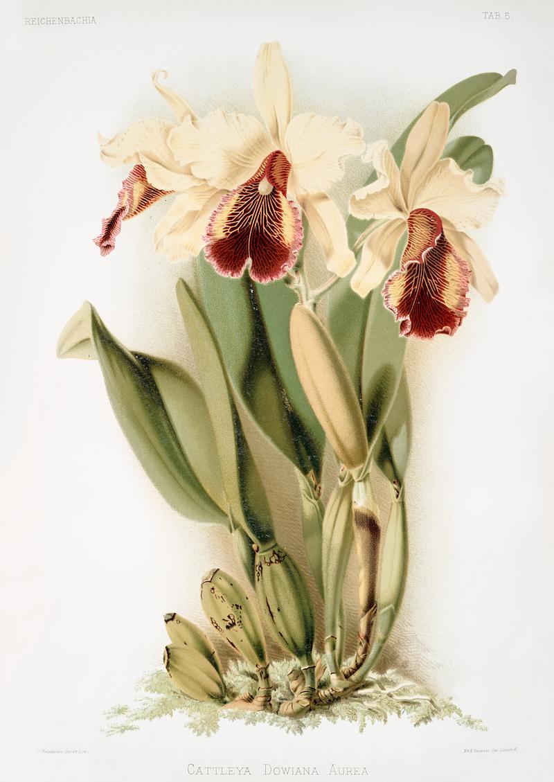 Cattleya dowiana aurea from Reichenbachia Orchids (1888-1894) by Frederick Sander (1847-1920). Original from The New York Public Library. Digitally enhanced by rawpixel. Cattleya dowiana aurea from Reichenbachia Orchids (1888-1894) by Frederick Sander (1847-1920). Original from The New York…