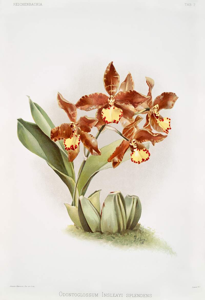 Odontoglossum insleayi splendens from Reichenbachia Orchids (1888-1894) illustrated by Frederick Sander (1847-1920). Original…