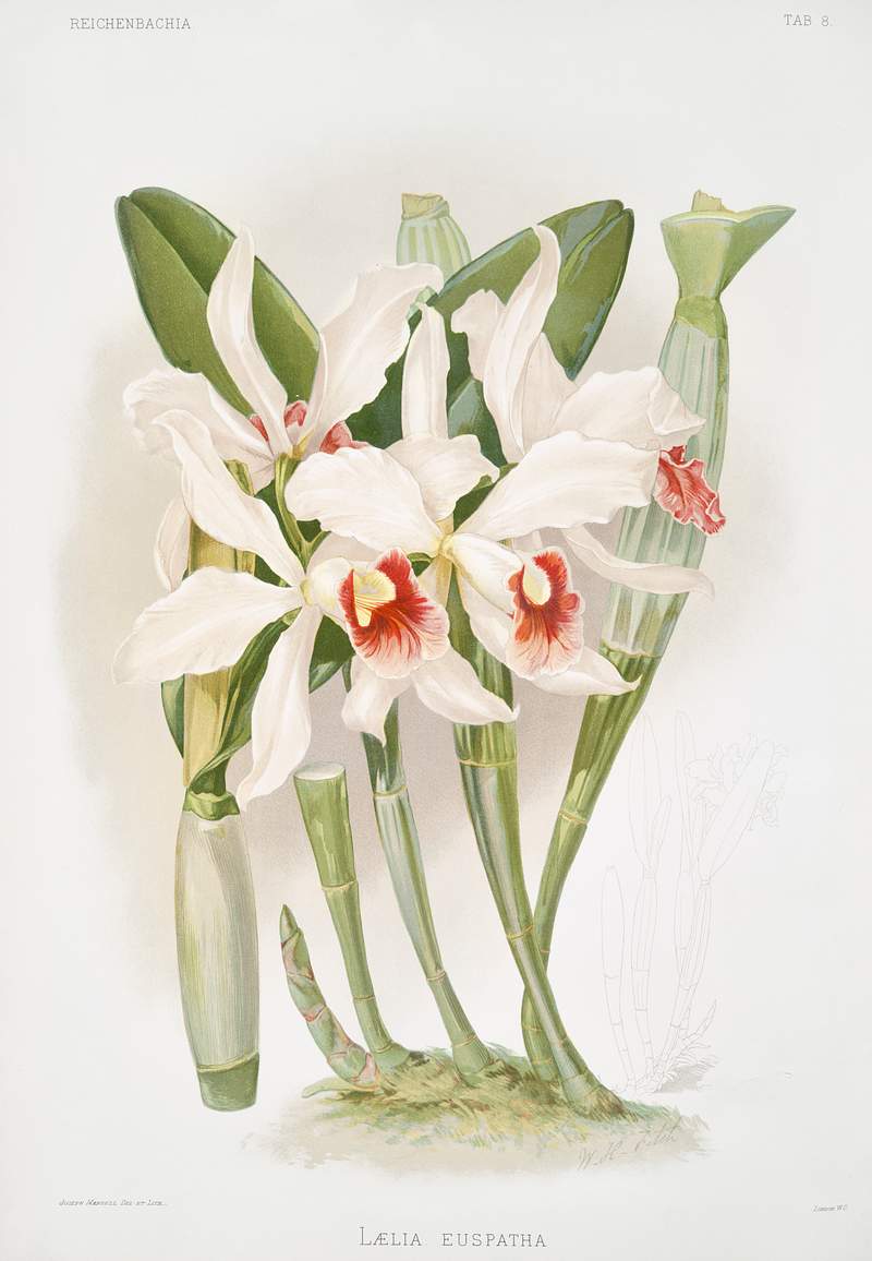 Laelia euspatha from Reichenbachia Orchids (1888-1894) illustrated by Frederick Sander (1847-1920). Original from The New…