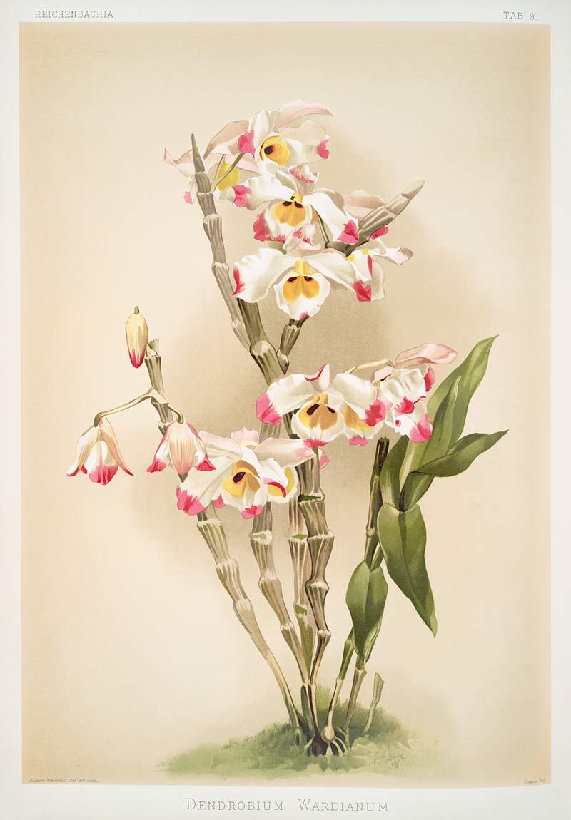 Dendrobium wardianum from Reichenbachia Orchids (1888-1894) illustrated by Frederick Sander (1847-1920). Original from The…