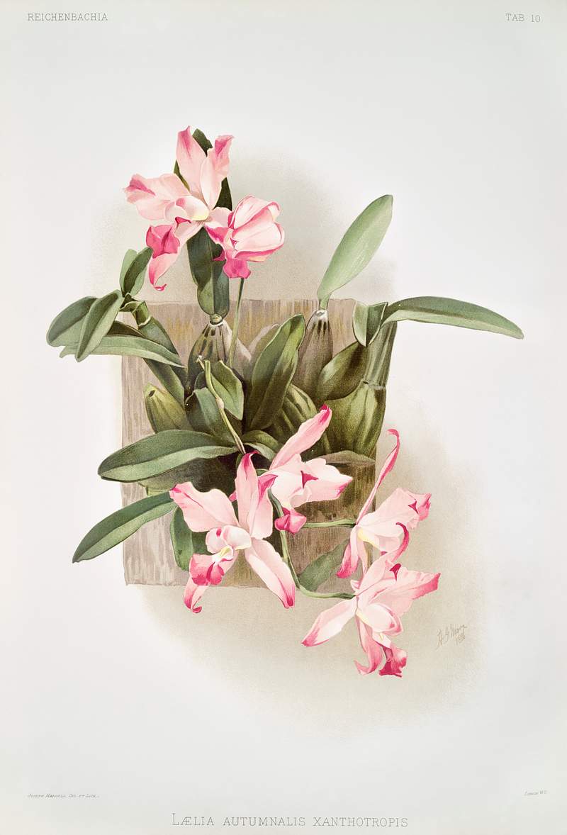Laelia autumnalis xanthotropis from Reichenbachia Orchids (1888-1894) illustrated by Frederick Sander (1847-1920). Original…