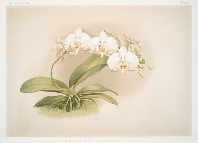Phalaenopsis grandiflora aurea from Reichenbachia Orchids (1888-1894) illustrated by Frederick Sander (1847-1920). Original…