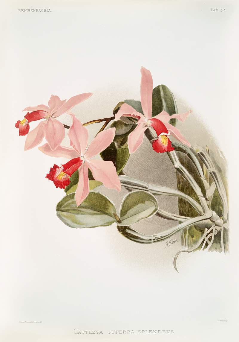 Cattleya superba splendens from Reichenbachia Orchids (1888-1894) illustrated by Frederick Sander (1847-1920). Original from…