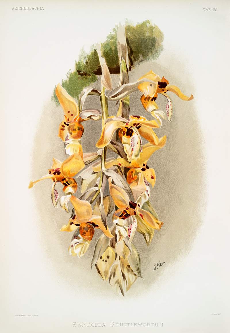 Stanhopea shuttleworthii from Reichenbachia Orchids (1888-1894) illustrated by Frederick Sander (1847-1920). Original from…