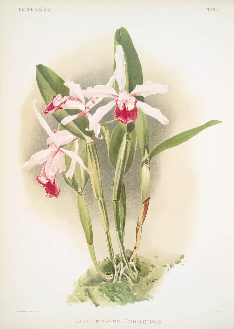 Lælia elegans schilleriana from Reichenbachia Orchids (1888-1894) illustrated by Frederick Sander (1847-1920). Original…