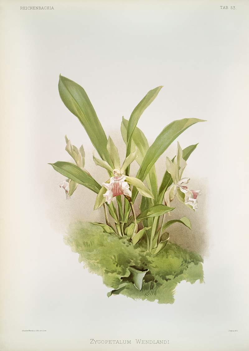 Zygopetalum wendlandi from Reichenbachia Orchids (1888-1894) illustrated by Frederick Sander (1847-1920). Original from The…