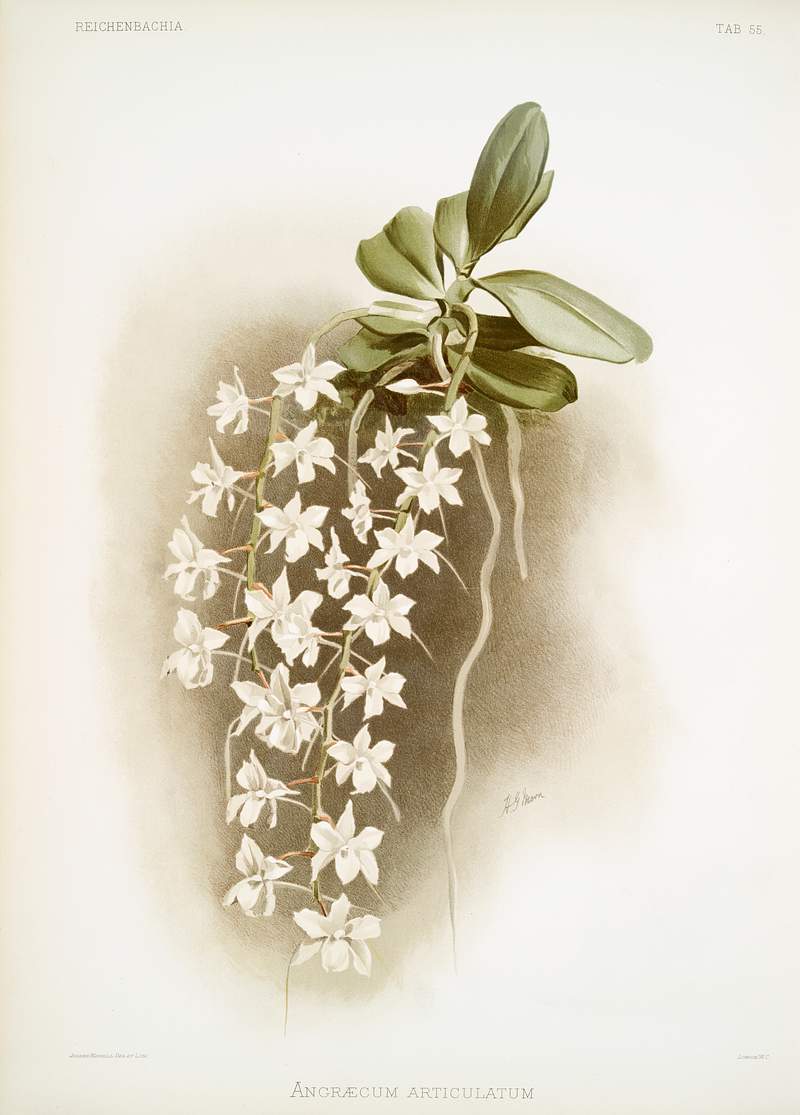 Angræcum articulatum from Reichenbachia Orchids (1888-1894) illustrated by Frederick Sander (1847-1920). Original from…