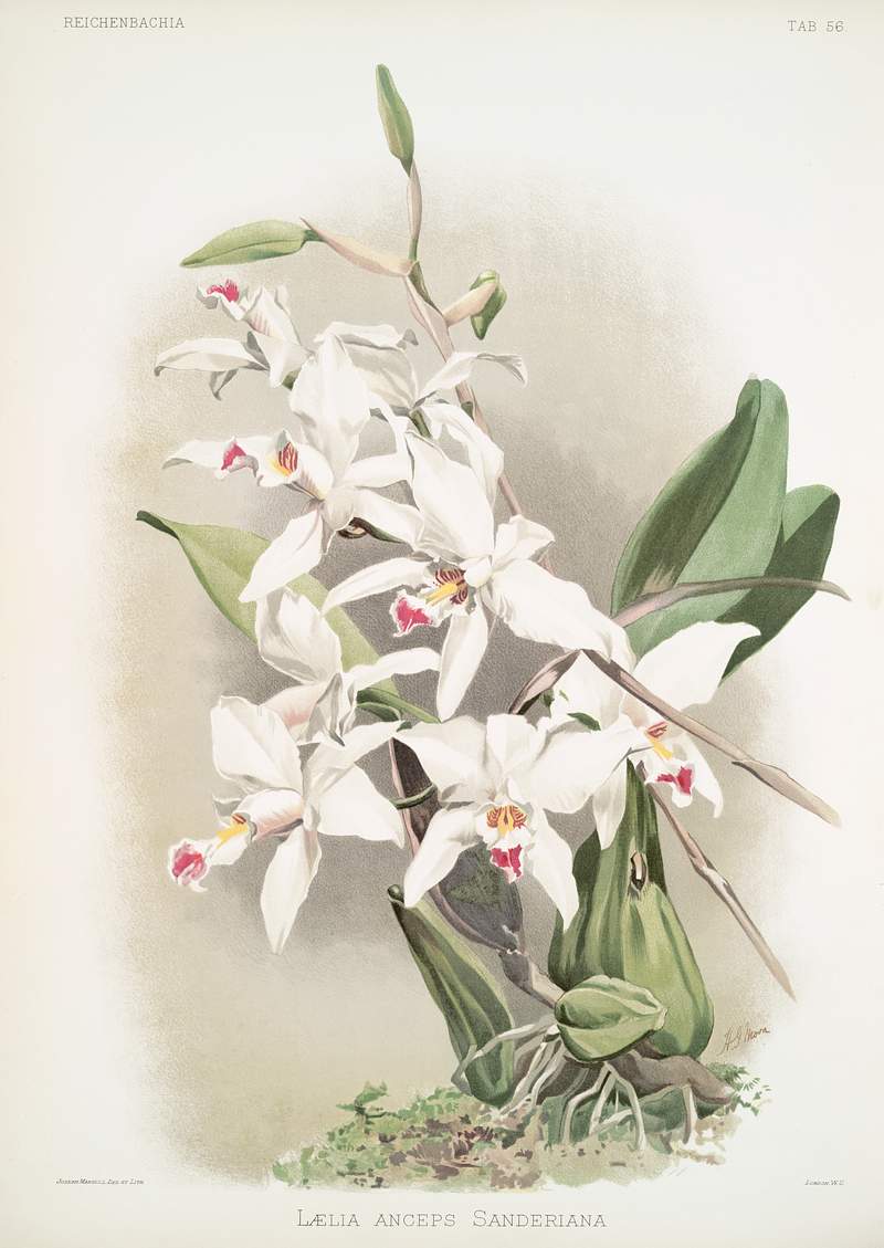 Lælia anceps sanderiana from Reichenbachia Orchids (1888-1894) illustrated by Frederick Sander (1847-1920). Original…