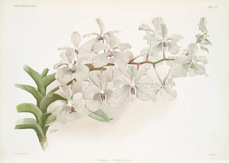 Vanda ccerulea from Reichenbachia Orchids (1888-1894) illustrated by Frederick Sander (1847-1920). Original from The New York…