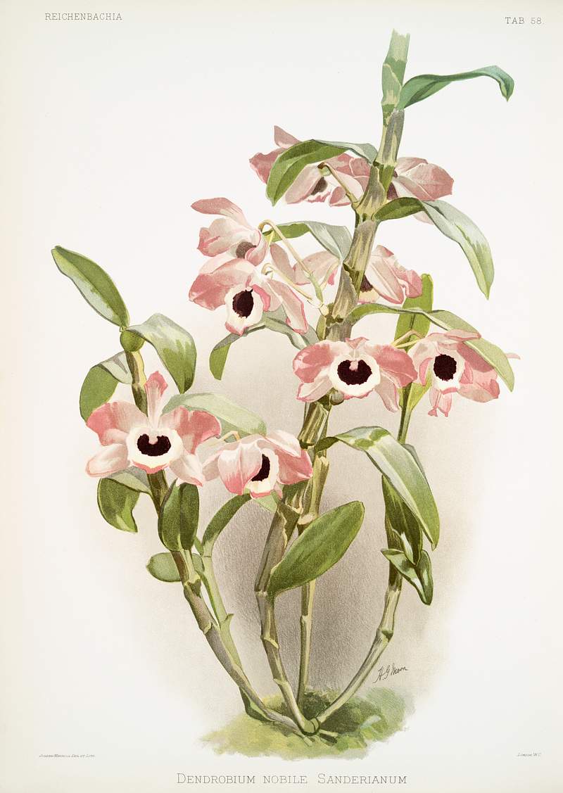 Dendrobium noile sanderianum from Reichenbachia Orchids (1888-1894) illustrated by Frederick Sander (1847-1920). Original…