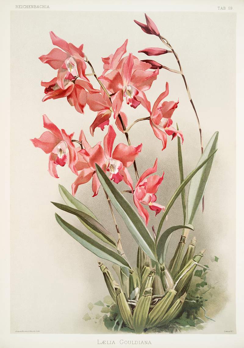 Lælia gouldiana from Reichenbachia Orchids (1888-1894) illustrated by Frederick Sander (1847-1920). Original from The…