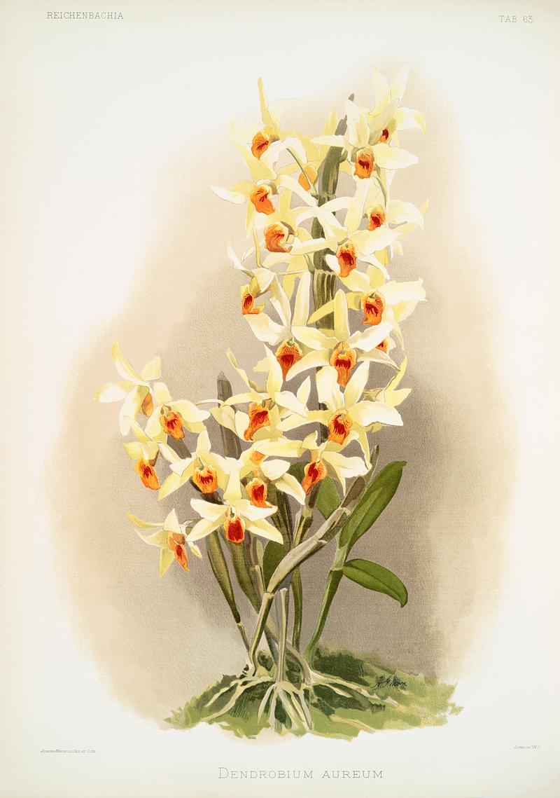 Dendrobium aureum from Reichenbachia Orchids (1888-1894) illustrated by Frederick Sander (1847-1920). Original from The New York Public Library. Digitally enhanced by rawpixel. Dendrobium aureum from Reichenbachia Orchids (1888-1894) illustrated by Frederick Sander (1847-1920). Original from The New…