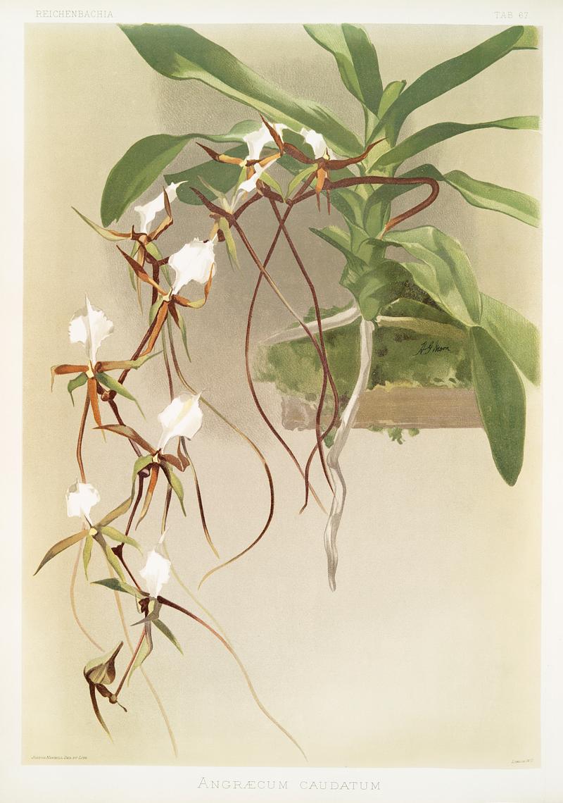 Angræcum caudatum from Reichenbachia Orchids (1888-1894) illustrated by Frederick Sander (1847-1920). Original from The New York Public Library. Digitally enhanced by rawpixel. Angræcum caudatum from Reichenbachia Orchids (1888-1894) illustrated by Frederick Sander (1847-1920). Original from The…