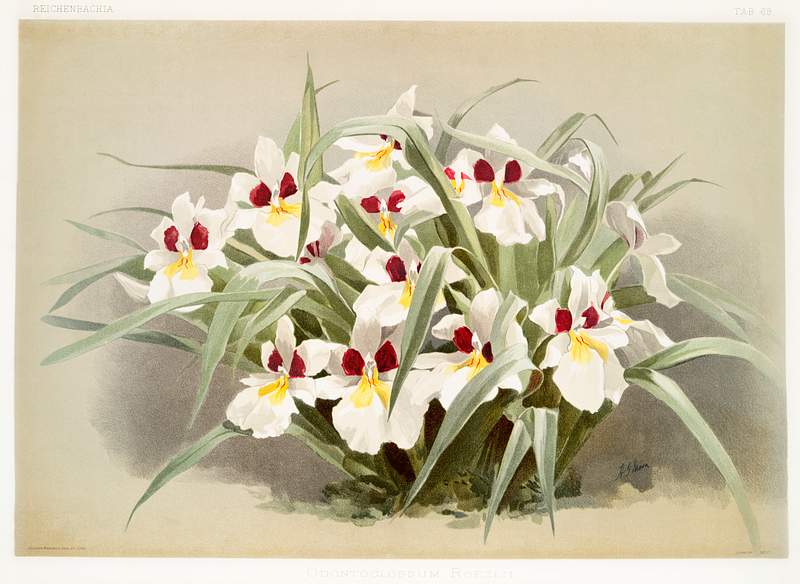 Odontoglossum roezlii from Reichenbachia Orchids (1888-1894) illustrated by Frederick Sander (1847-1920). Original from The…