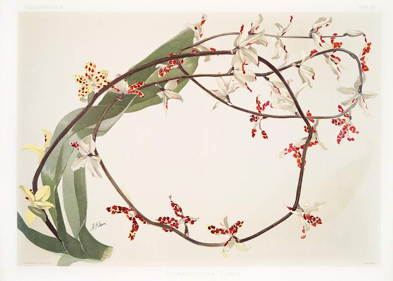 Renanthera lowii from Reichenbachia Orchids (1888-1894) illustrated by Frederick Sander (1847-1920). Original from The New…