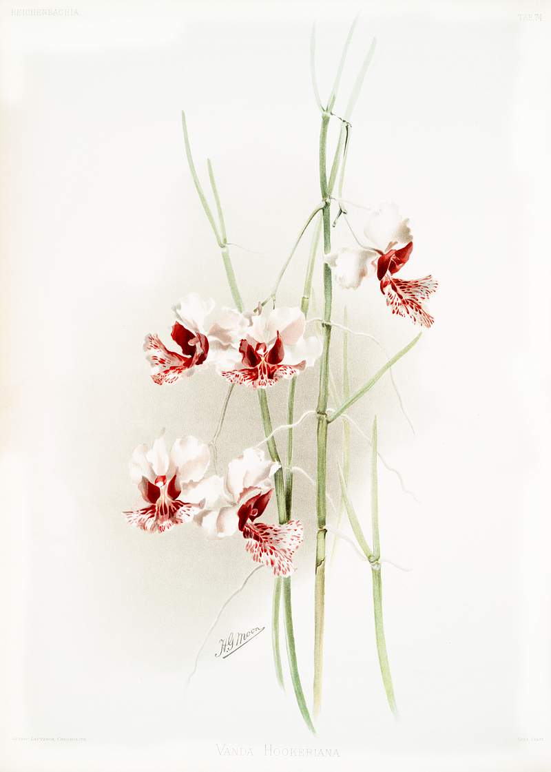 Vanda hookeriana from Reichenbachia Orchids (1888-1894) illustrated by Frederick Sander (1847-1920). Original from The New…