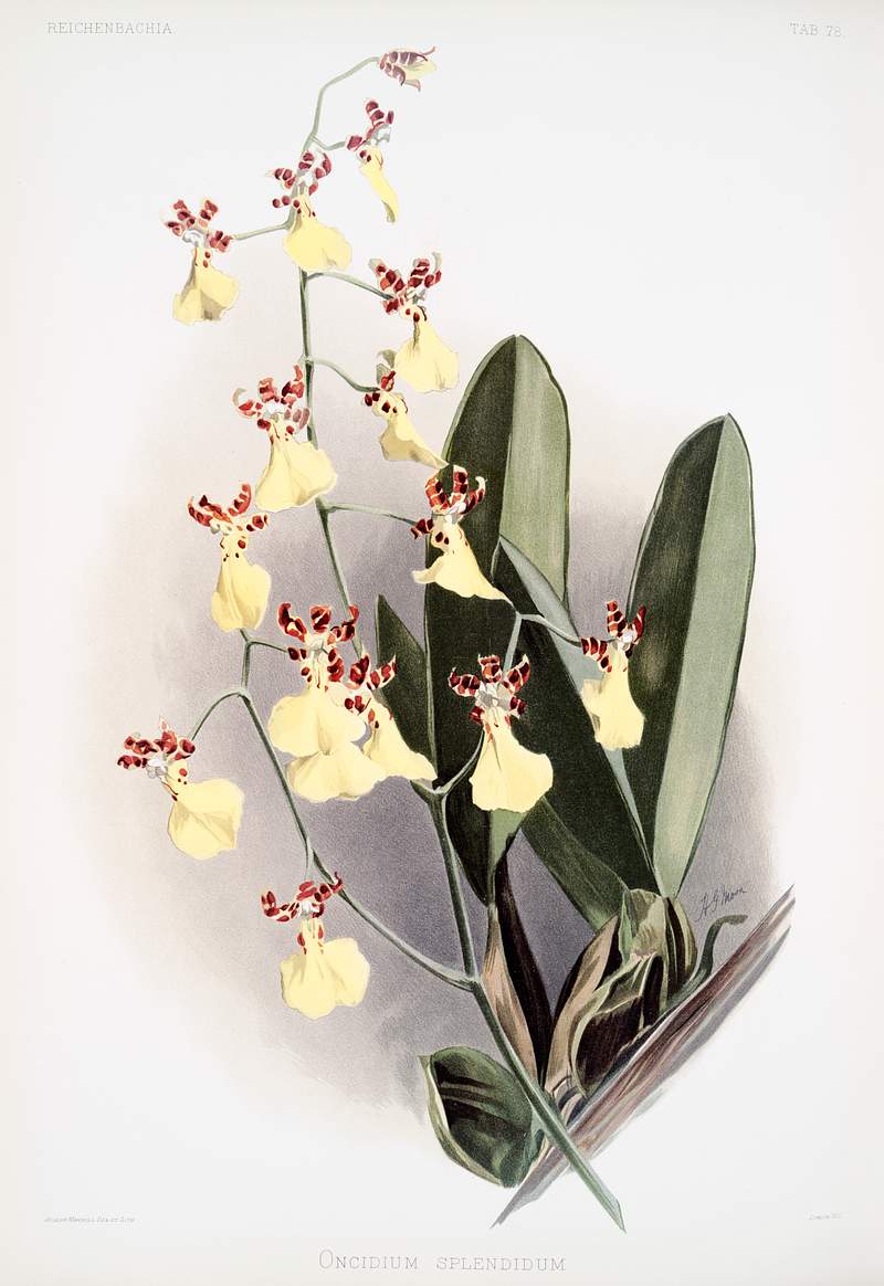 Oncidium splendidum from Reichenbachia Orchids (1888-1894) illustrated by Frederick Sander (1847-1920). Original from The New…