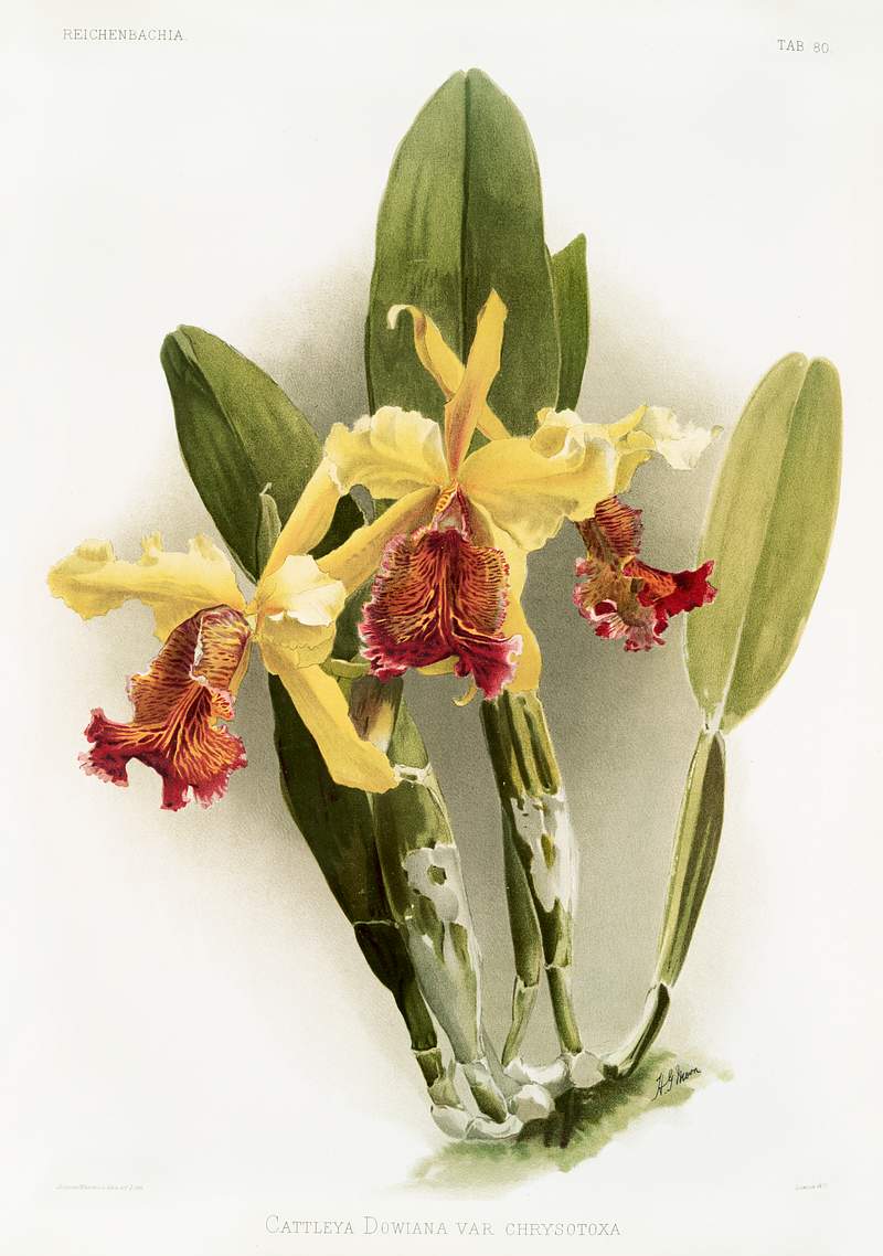 Cattleya dowiana var chrysotoxa from Reichenbachia Orchids (1888-1894) illustrated by Frederick Sander (1847-1920). Original…